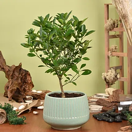 Calamansi or Lemon Plant: Outdoor Plants