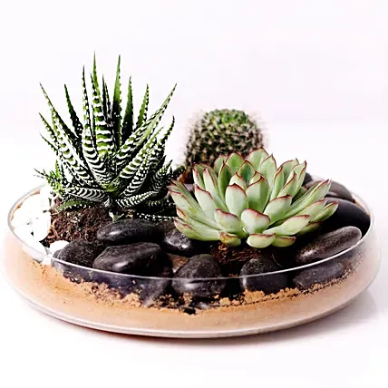 Combo of 3 Plants In Clear Glass Platter: Halloween Gifts