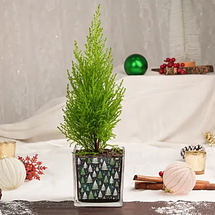 Cupresses Christmas Plant in a Vase: Gifts Under 99