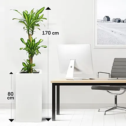 Dracaena Massangeana in 80cm High Planter: Air Purifying Plants 