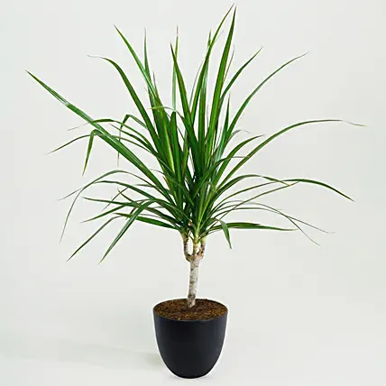 Dracaena Plant In Black Pot: Plants for Birthday Gift 
