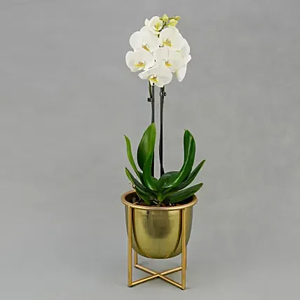 Dual Stem White Orchid in Gold Planter: Thinking of You Gifts
