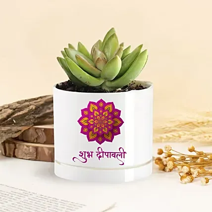 Echeveria Plant Shubh Diwali Vase: Planters 