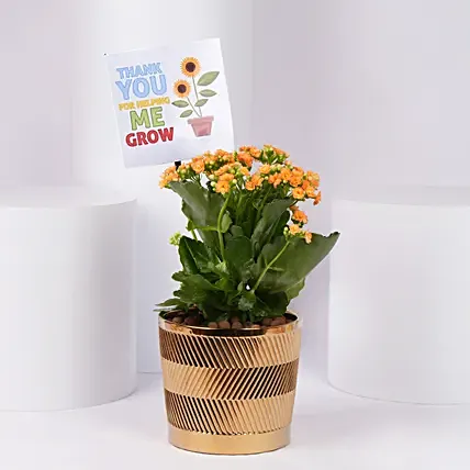 نبات كالاونشوا في أصيص جميل مع شارة مطبوعة مسبقاً: النباتات الداخلية