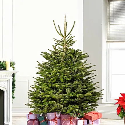4 to 5 Feet Fresh Christmas Tree: Christmas Trees