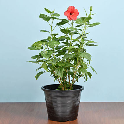 Flowering Hibiscus Plant In Plastic Pot: Outdoor Plants