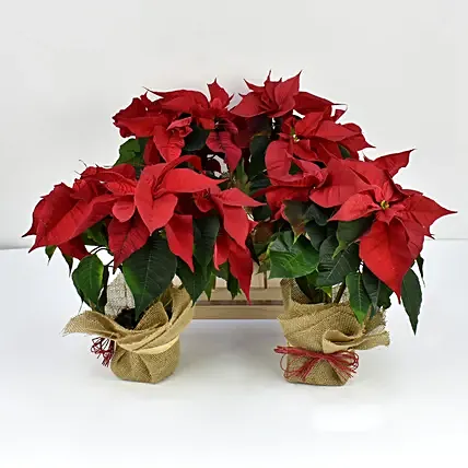 Four Poinsettia Plants: Christmas Presents for Parents