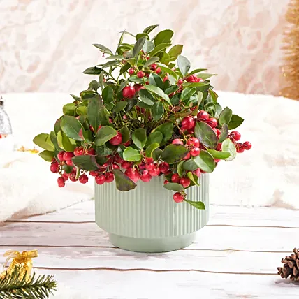 Gaultheria Rose Berry Plant: Indoor Plants
