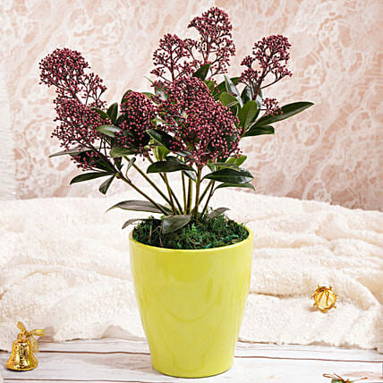 Red Skimmia Plant: زهور البوينسيتيا