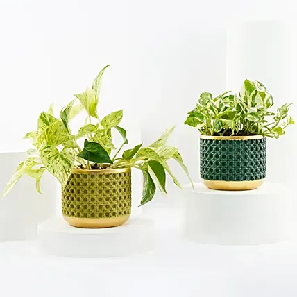 Golden and Joy Money Plant Plant Set: Flowering Plants 