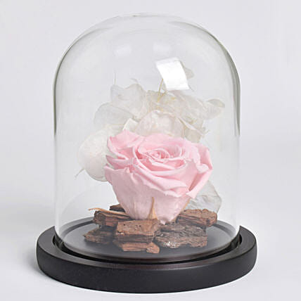 وردة أبدية وردية جميلة: فور ايفر روز