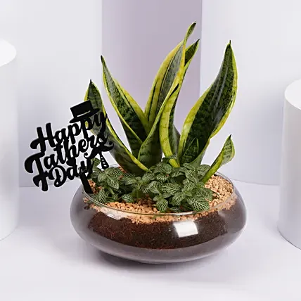 نباتات خضراء مميزة ليوم أب سعيد: نباتات يوم الأب