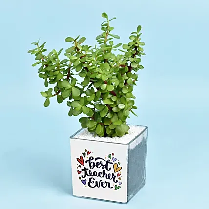 Happy Teachers Day Jade Plant: Plants 