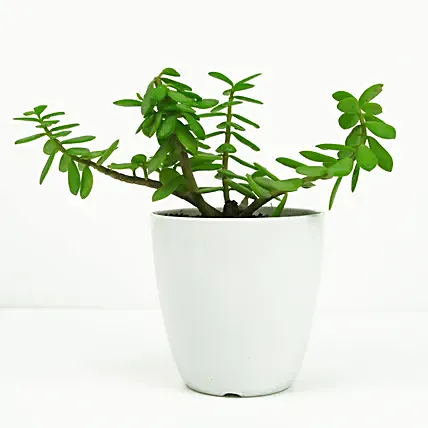 Jade in Small White Planter: Jade Plants 
