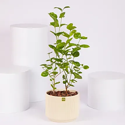 Jasmine Flowering Plant: Flowering Plants