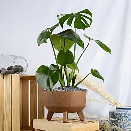 Magical Monstera Delicosa Plant: Snake Plants 