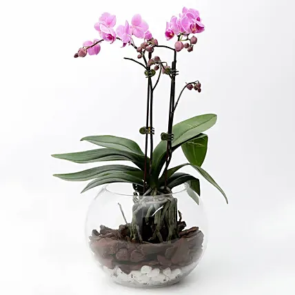Mini Double Phalaenopsis In Fishbowl: Gifts for Womens Day