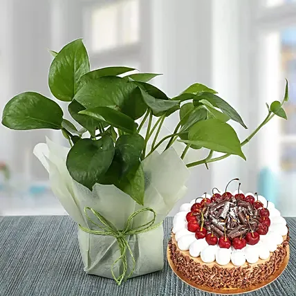 Money Plant and Blackforest Cake Combo: Plants for Birthday Gift 