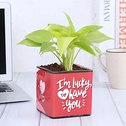 Money Plant In Lucky To Have You Glass Pot: Money Plants