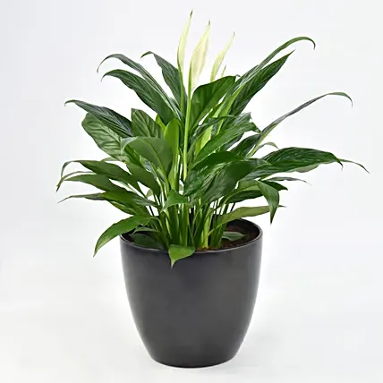 Peace lily in Matt Black Planter: Air Purifying Plants 