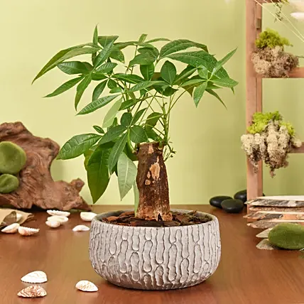 Paclcira Sail Or Pachira Good Luck Tree: New Arrival Plants