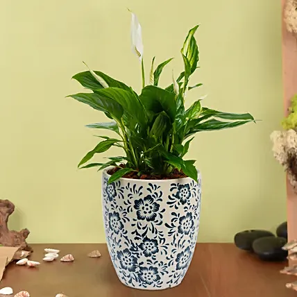 Peace Lilly Or Spathiphyllum in Premium Pot: Outdoor Plants to Dubai
