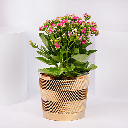 Pink Kalanchoe In Ceramic Pot: Indoor Plants 