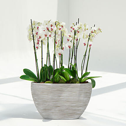 Pink Lips 16 Stems Holland Orchid in Rhythmic Rib Design Planter: Plants