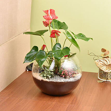نبتة أنثوريوم حمراء في فازة زجاجية بتصميم مميز: نباتات منزلية