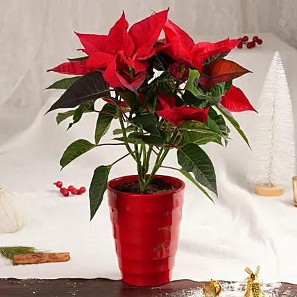 Poinsettia in Red Planter: Indoor Plants