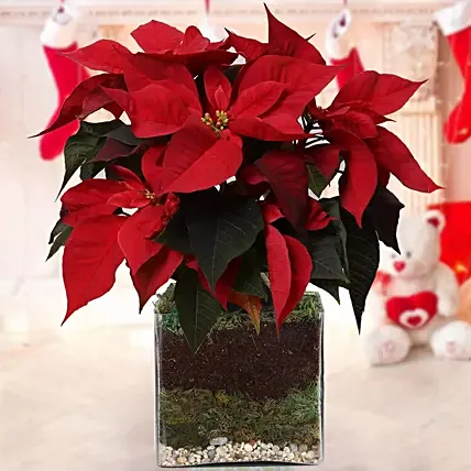 Poinsettia Plant: One Hour Delivery Plants