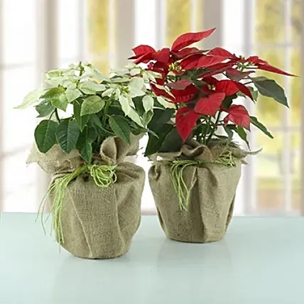 Red And White Poinsettia Plant: Christmas Trees