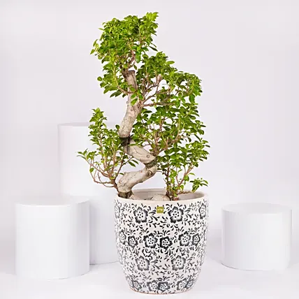 S Shape Ficus Bonsai in Premium Planter: Bonsai Plants 