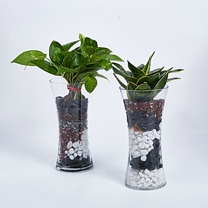 نباتات منزلية في فازة أنيقة: تنسيقات كومبو نباتات