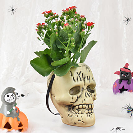 صبار الكلانشو المرعب: 