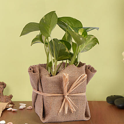 Small Money Plant Jute wrapped: Money Plants 