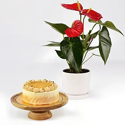 كومبو نبات أنطوريوم مع كيك باترسكوتش بدون سكر: كيك الوداع