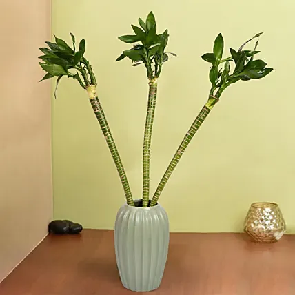 Tiger Lucky Bamboo in Premium Vase: Indoor Plants 