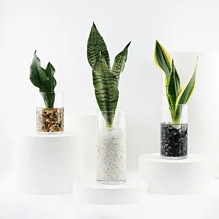 Trio of Snake Plant Air Purifying: Flowering Plants 