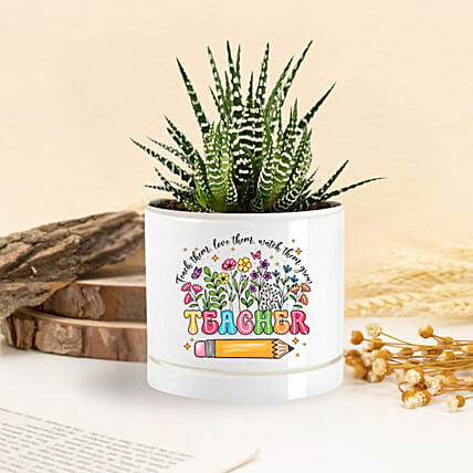 أصيص يوم المعلم | صبار هاورثيا: النباتات الداخلية