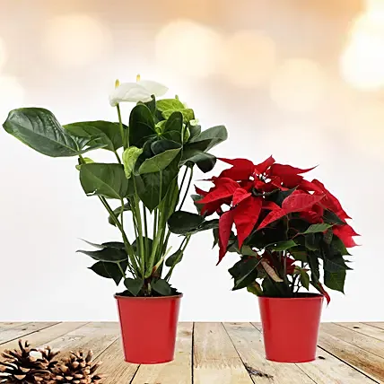 White Anthurium and Poinsettia Plant: Fresh Christmas Trees
