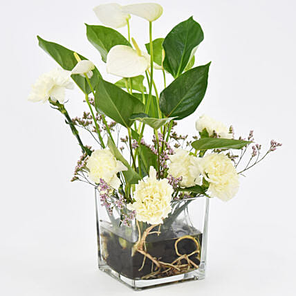 White Anthurium Plant and Carnations: نباتات هدايا عيد ميلاد