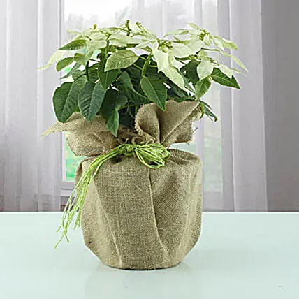 White Poinsettia Plant in Jute Wrapping: Christmas Gifts for Parents