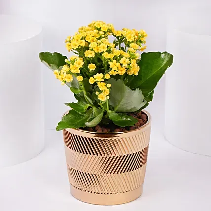 Yellow Kalanchoe In Ceramic Pot: Plants