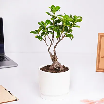 Zen bonsai in a ceramic pot: 