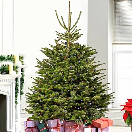 Twinkling Led Fresh Christmas Tree 8 To 9 Ft: Fresh Christmas Trees