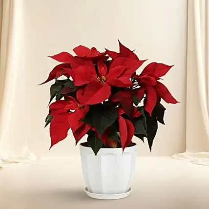 Poinsettia Plant In Ceramic Pot: One Hour Delivery Plants
