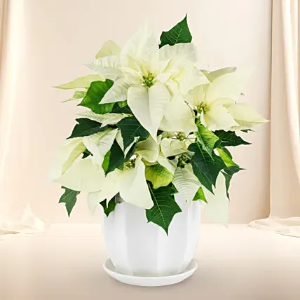 Poinsettia Plant White: Poinsettia Plants