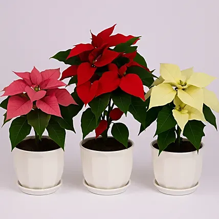 3 Poinsettia Plant Pink Red And White: Poinsettia Plants