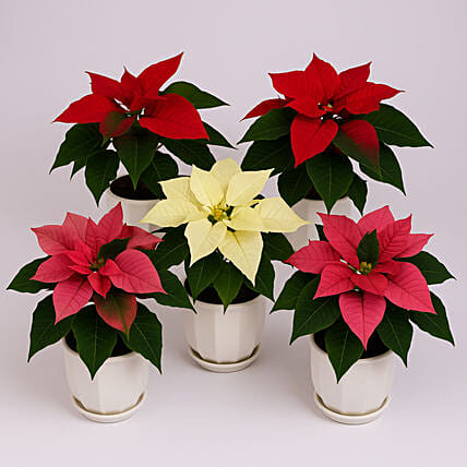 5 Mixed Poinsettia Plant Bundle: Flower Shop